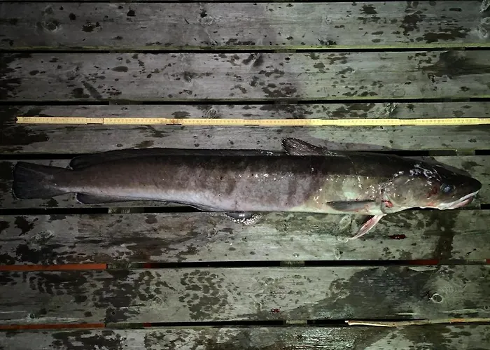 Kvernesfjorden Apartmán Steinsgrenda